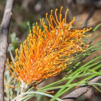 Close-up of a vibrant orange Grevillea 'Amber Blaze' 6" Pot flower with long, thin petals and green foliage in the background. The flower is blooming on a plant with slender, curved leaves, thriving in a 6" pot.