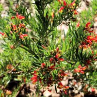 A green shrub with narrow leaves and clusters of small, red tubular flowers, the Grevillea 'Audrey' 6" Pot (Copy) comes in a convenient 6" pot.