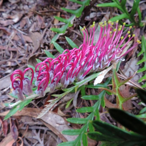 Close-up of a Grevillea 'Moe Gem' 6" Pot flower with curled pink petals and yellow-tipped stamens, surrounded by green leaves and brown fallen foliage on the ground. Perfect for planting in a 6" pot.
