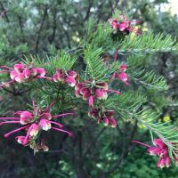 Close-up of a Grevillea 'Little Drummer Boy' 6" Pot, with thin, needle-like leaves and clusters of bright pink and white flowers against a blurred natural background.