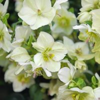 Close-up of pale, cream-colored Helleborus 'White' Hellebore flowers with yellow-green centers and some pink-tipped stamens, surrounded by green foliage in a 6-inch pot.