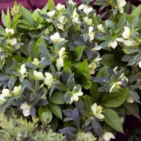 A dense cluster of Helleborus 'White Duchess' Hellebore 6" Pot (Copy) flowers with white petals and green leaves is shown, with some flowers partially obscured by foliage.