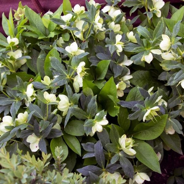 A dense cluster of Helleborus 'White Duchess' Hellebore 6" Pot (Copy) flowers with white petals and green leaves is shown, with some flowers partially obscured by foliage.