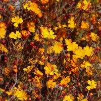 Bright yellow and orange Hibbertia 'Snake Vine' 6″ Pot (Copy) flowers in full bloom, surrounded by red buds and thin green stems, densely cover the frame.