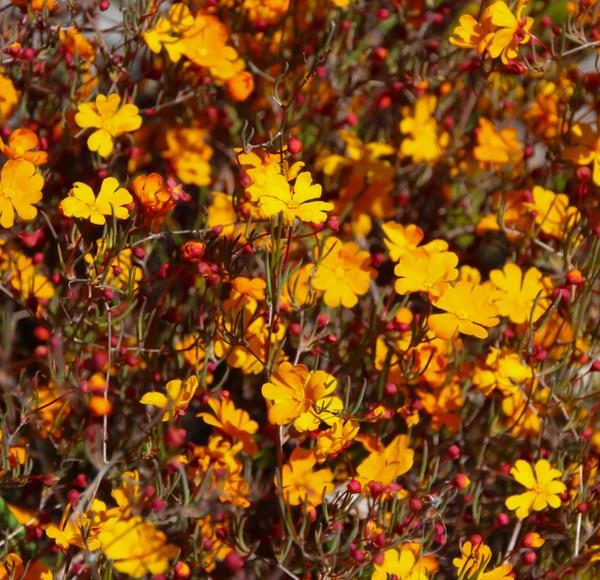 Bright yellow and orange Hibbertia 'Snake Vine' 6″ Pot (Copy) flowers in full bloom, surrounded by red buds and thin green stems, densely cover the frame.