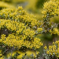 Close-up view of a Homoranthus 'Mouse Bush' 6" Pot with clusters of small, bright yellow flowers and needle-like leaves, thriving beautifully.