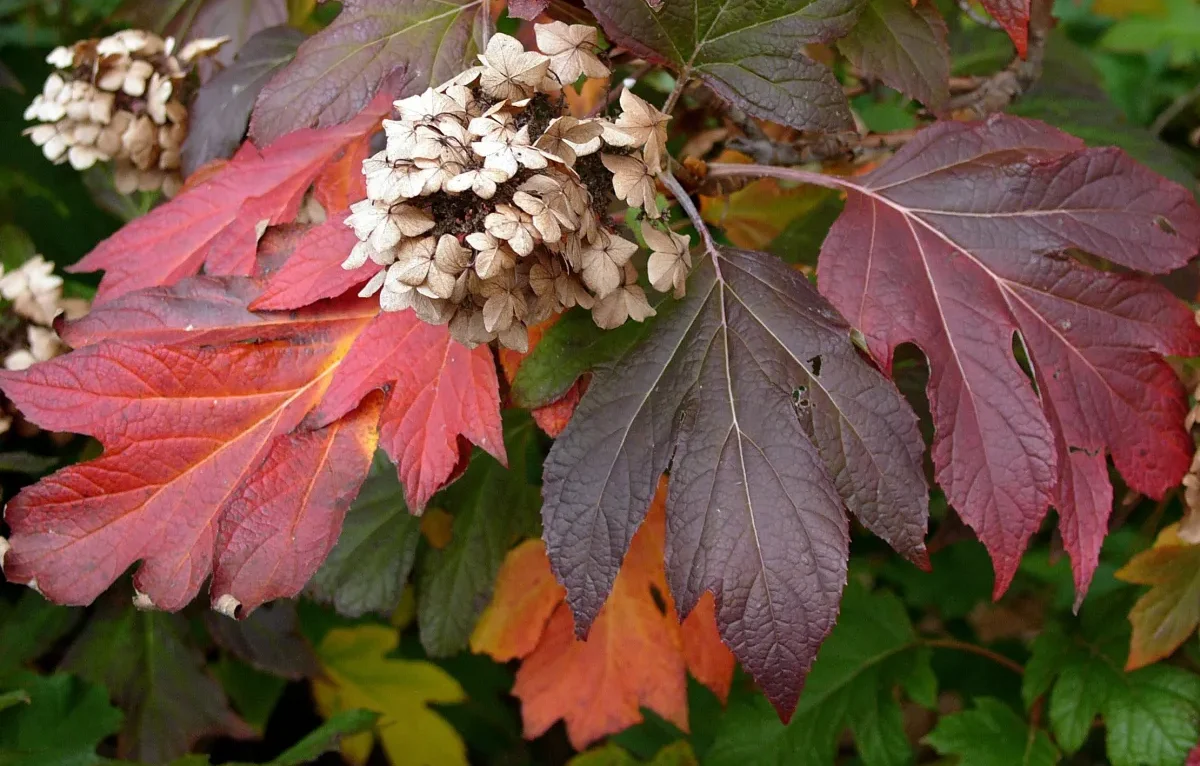 Close-up of a plant with red, purple, and green leaves in a Winter Garden. The plant has clustered, dried flowers in the center.