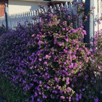 A dense cluster of purple flowers grows along a white picket fence in front of a house, with sunlight casting shadows on the ground.