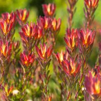 Clusters of red and yellow flowers with green stems and leaves in a garden setting, featuring Leucadendron 'Deacon Red' 8" Pot.