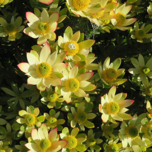 A close-up of numerous yellow flowers with green centers and red-tipped petals, surrounded by lush foliage, reminiscent of the stunning Leucadendron 'Florence' 6" Pot (Copy).
