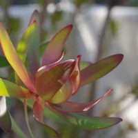 Close-up of a Leucadendron 'Lemon Spice' 6" Pot (Copy) with elongated, red-tipped green leaves, in sunlight with a blurred background.