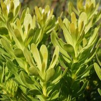 Close-up of Leucadendron 'Lime Magic' 8" Pot (Copy) foliage with elongated, oval-shaped leaves growing in clusters under sunlight. The leaves have a smooth texture and vibrant, healthy appearance. Background shows blurred vegetation.