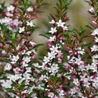 A bush with profusions of small white and pink Philotheca 'Profusion' Waxflower 6" Pot surrounded by green leaves.