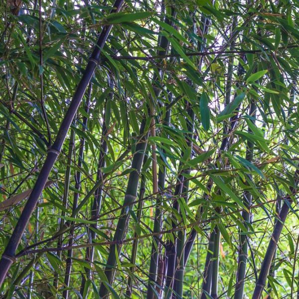 Image of Phyllostachys 'Black Bamboo' 8" Pot's dense green stalks and leaves with sunlight filtering through the foliage.