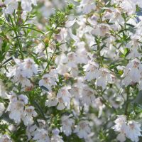 Close-up of Prostanthera 'Dwarf Mint Bush' (Copy) with small white blossoms and green foliage.