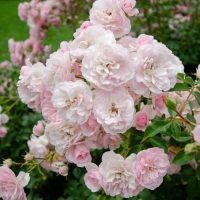 A cluster of light pink Rose 'Guardian Angel™' Bush Form (Copy) with lush green foliage in the background.