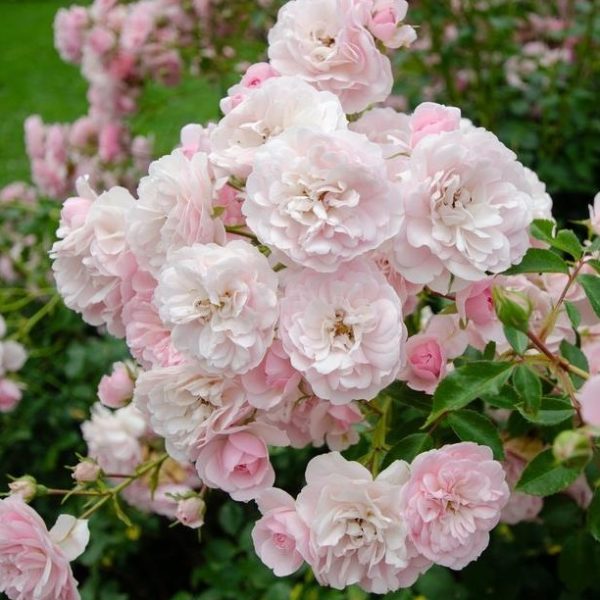 A cluster of light pink Rose 'Guardian Angel™' Bush Form (Copy) with lush green foliage in the background.