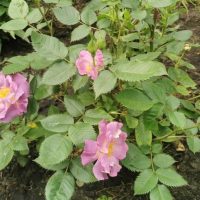 A small Rose 'Princess Anne' Bush Form (Copy) with five light purple flowers in bloom and several green leaves, evocative of Princess Anne, planted in soil.