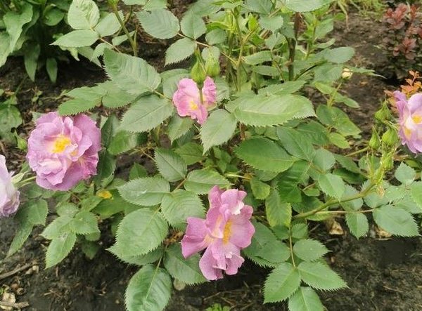 A small Rose 'Princess Anne' Bush Form (Copy) with five light purple flowers in bloom and several green leaves, evocative of Princess Anne, planted in soil.