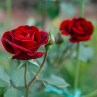 Close-up of two blossoming red roses on a green bush, their Rose 'Addictive Lure' Bush Form (Copy) drawing you in, with one vibrant bud in the foreground.