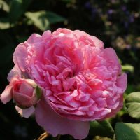 A fully bloomed Rose 'Charlotte™' David Austin Bush Form (Copy) with a smaller rose bud next to it, surrounded by green leaves and a blurred background.