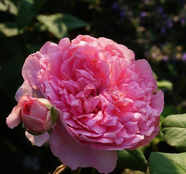 A fully bloomed Rose 'Charlotte™' David Austin Bush Form (Copy) with a smaller rose bud next to it, surrounded by green leaves and a blurred background.