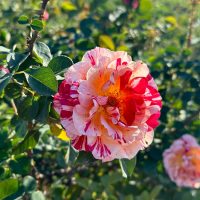 A multicolored Rose 'Forget Me Not' David Austin Bush Form (Copy) with pink, red, and white petals blooms among green foliage.