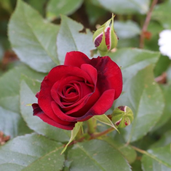 A red Rose 'Maurice Utrillo' David Austin Bush Form (Copy) in full bloom with a closed bud nearby, surrounded by green leaves. A white daisy is visible in the background, reminiscent of a Maurice Utrillo painting.