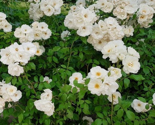White roses in full bloom, surrounded by green foliage, create a picturesque scene in the garden. The Rose 'Hansa' Bush Form (Copy) adds a touch of elegance to this natural beauty.