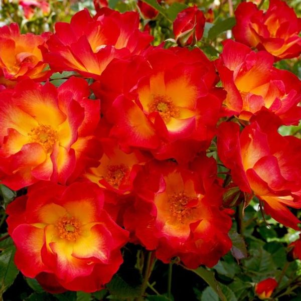 A Rose 'Ballerina' Bush Form (Copy), with red and yellow roses in full bloom, surrounded by green foliage.