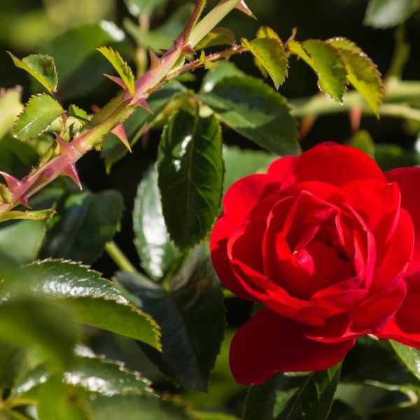 A vibrant red Rose 'Mona Lisa' Bush Form (Copy) in full bloom, surrounded by glossy green leaves and thorny stems.