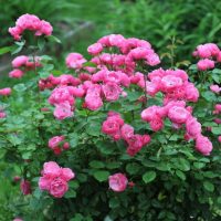A Rose 'Raspberry Cupcake™' Bush Form with vibrant pink roses blooming amidst lush green foliage creates a stunning garden setting.
