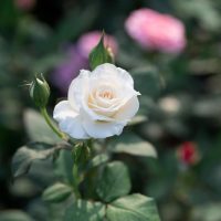 A close-up of a white rose in bloom with two buds on a flourishing Rose 'National Pride' Bush Form (Copy), set against a blurred green and pink background.