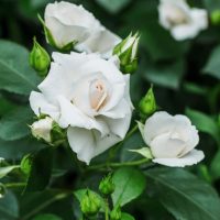 A cluster of Rose 'Nevada' Bush Form (Copy) in various stages of bloom, surrounded by dark green leaves, showcases the elegant bush form these roses take.
