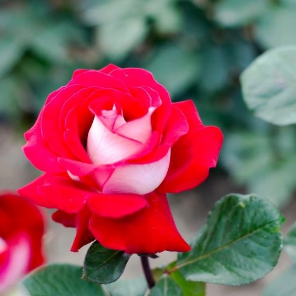A red and white Rose 'Ellen Willmott' Bush Form (Copy) in bloom, surrounded by lush green leaves.