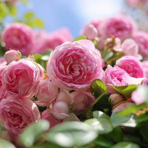 Close-up of a cluster of Rose 'Bridal Bouquet' Bush Form in full bloom on a lush bush, surrounded by verdant green leaves with a clear blue sky in the background.