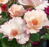 Close-up of pale pink flowers with delicate petals and orange stamens in a garden, showcasing the exquisite Rose 'Mrs. Oakley Fisher' Bush Form (Copy) reminiscent of the Mrs. Oakley Fisher variety.