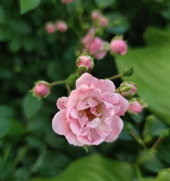 Close-up of a pink Rose 'Kazanlik' Bush Form (Copy) in bloom surrounded by several rosebuds, set against a background of green leaves.