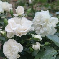 A close-up of blooming Rose 'A Daughter's Gift' Bush Form (Copy) with green leaves in a garden.