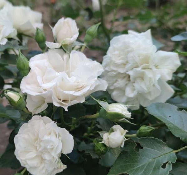 A close-up of blooming Rose 'A Daughter's Gift' Bush Form (Copy) with green leaves in a garden.