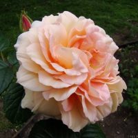 A large, pale peach-colored Rose 'Mrs. Oakley Fisher' Bush Form (Copy) in full bloom with ruffled petals is seen against a background of green leaves and soil.
