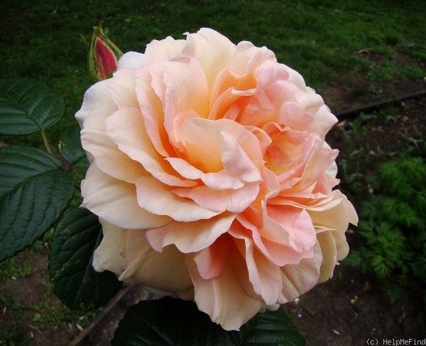 A large, pale peach-colored Rose 'Mrs. Oakley Fisher' Bush Form (Copy) in full bloom with ruffled petals is seen against a background of green leaves and soil.
