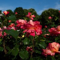 Garden scene featuring vibrant pink Rose 'Bordeaux' PBR Bush Form (Copy) in full bloom, with lush green bush form foliage and a clear blue sky in the background.