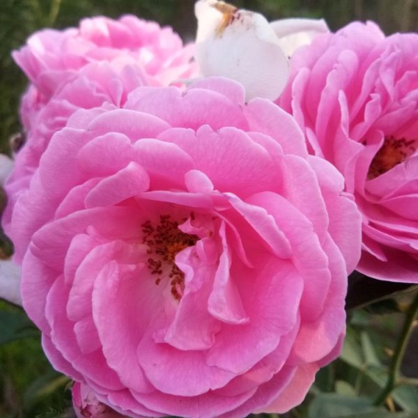 kazanlak kazanlik pink fluffy double petalled pink rose