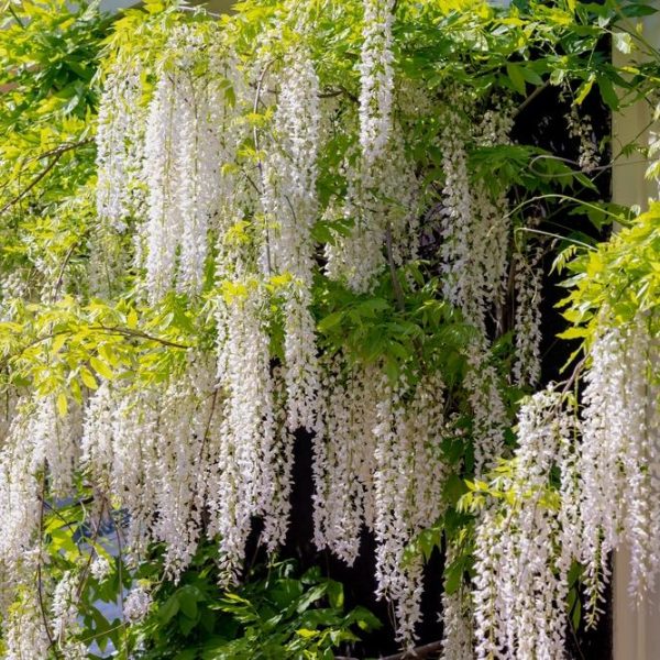 Clusters of white wisteria flowers hang against a building, surrounded by lush green foliage. The delicate blooms of Wisteria floribunda 'White' 13" Pot (Standard) cascade gracefully, adding an ethereal charm to the scene.