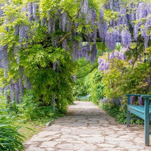 A stone pathway surrounded by lush greenery and Wisteria floribunda 'White' vines in 13" pots leads to a hidden garden area with a blue bench on the right.