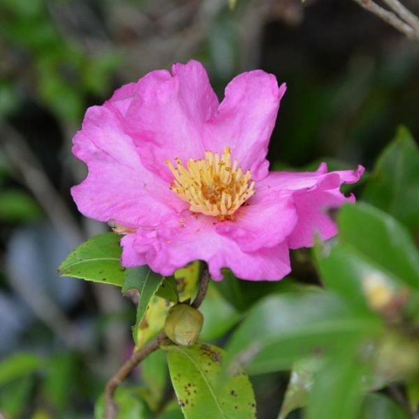 A close-up image of a pink flower with yellow stamens surrounded by green foliage.