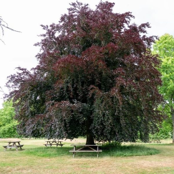A large tree with dark purple leaves stands in a grassy area with several picnic tables underneath and nearby.