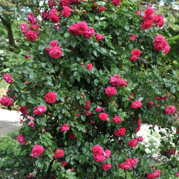 A lush bush of vibrant red Rose 'Laguna' Climber roses in full bloom, their beauty accentuated by green foliage, thrives as a stunning climber in an outdoor garden.