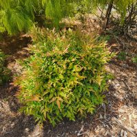 A Rose 'Charlotte™' David Austin Bush Form with green and reddish leaves thrives on a mulch-covered ground, surrounded by other lush greenery.